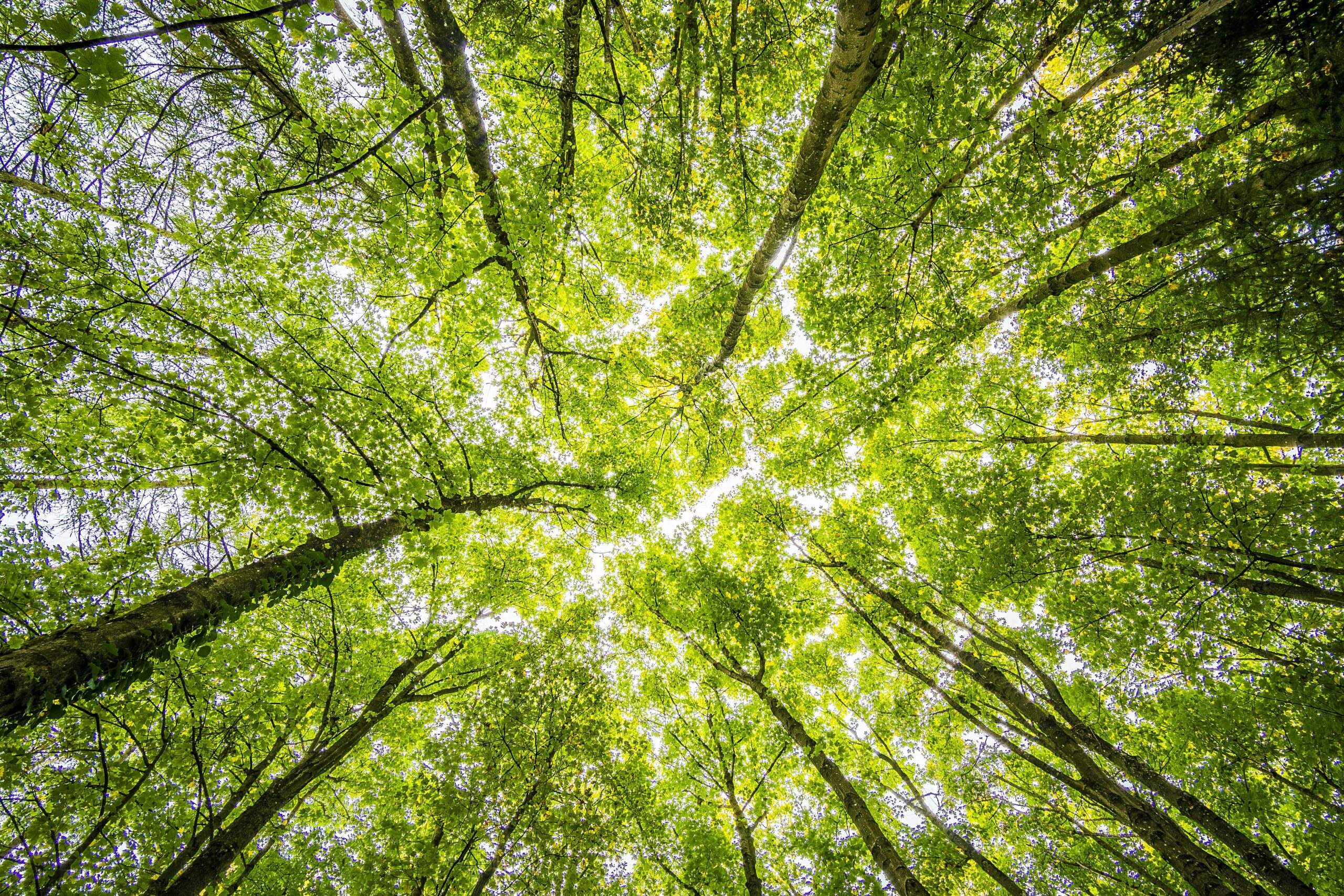 Bosque protegido por el derecho ambiental